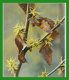 hamamelis.jpg