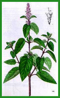 menthe.jpg