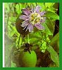 passiflora.gif
