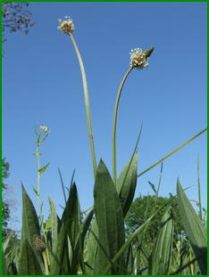 plantain.jpg